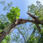 Oasis Tree Care