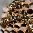 South Bay Bee Removal - Pest Control Services