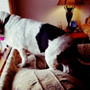 Mindful Pet Sitting