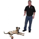 Canine Companions - Pet Training