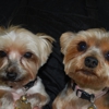 Animal Clips Grooming gallery