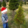 Jordan Lake Christmas Tree Farm gallery