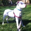 Top Dog Pet Sitting And Dog Walking Service gallery