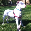 Top Dog Pet Sitting And Dog Walking Service - Pet Training