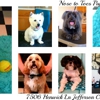 Nose to Toes Puppy Parlor gallery