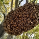Beetech Bee Control