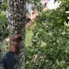 Open Canopy Tree Service gallery