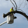 Shaffer Tree Removal gallery