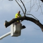 Shaffer Tree Removal