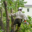 Manny's Landscaping Corp. - Tree Service