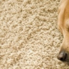Gemini 24hr Carpet Cleaning & Upholstery gallery