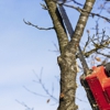 Jade Tree Service gallery