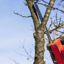 Jade Tree Service - Tree Service