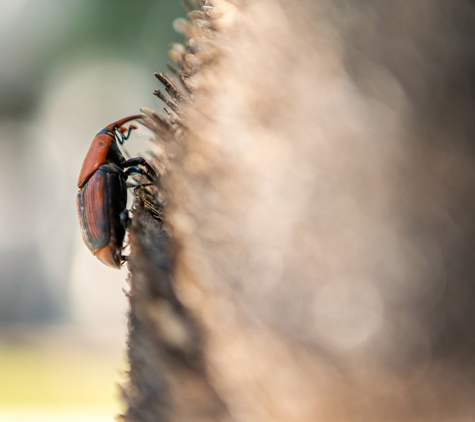 Eco Expert Pest Management