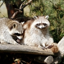 Rodent Exterminator - Pest Control Equipment & Supplies