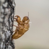 Cole Termite & Pest Control gallery