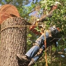 Cole's Tree and Mulching Service - Tree Service