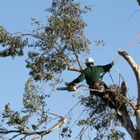Remarkable Tree Service