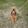 Serenity Pet Sitting & Boarding gallery