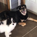 Bark & Play Daycare & Suites, L.L.C. - Pet Boarding & Kennels