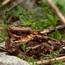 Rodent Solutions - Pest Control Services