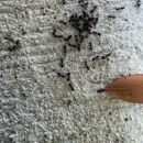 Webenex Services Pest Control