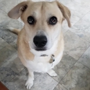 PT's Pet Sitting Service