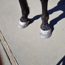 Another Farrier Service - Tonda Husty - Horseshoers