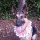Moochie Poochie Pet Boutique
