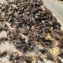 Pro Defense Pest Control - Pest Control Services