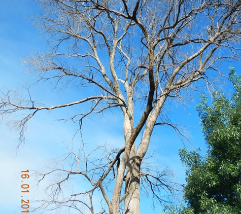 Woodstock Tree and Stump Removal - Coldstream, VIC