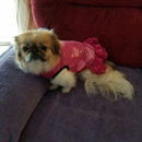 Petco Dog Training - Pet Training