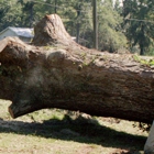 A Tree King