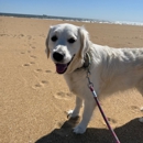 Top Dog Walk - Pet Sitting & Exercising Services