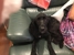 Paw FX Grooming Salon - Dog & Cat Clipping & Grooming