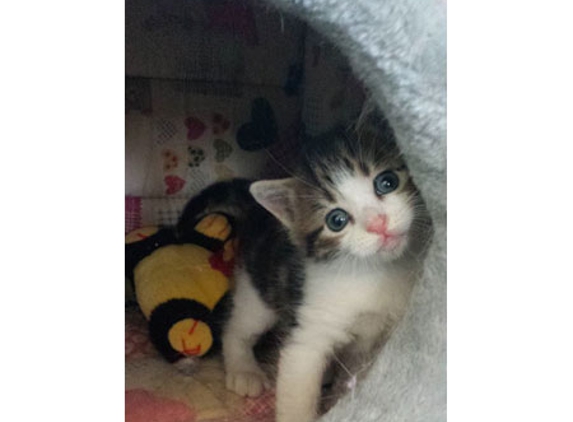 Petstock Vet Hospital - Altona North - Altona North, VIC