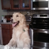 Broward Pet Sitting gallery