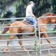 Horse Training and Farrier Services Florida