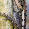 A & C Wildlife Removal gallery