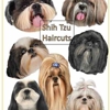 Hugs & Scrubs Dog Grooming gallery