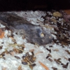 Hall Pest Management gallery