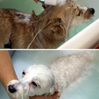 Riverside Pet Grooming