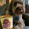 Unexpected Pooch gallery