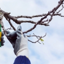 Tall Tree Service - Tree Service