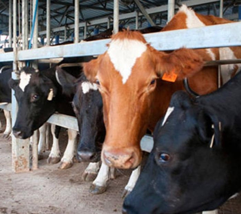 Allora Veterinary Clinic - Allora, QLD