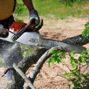 Twin Cities Tree Service - Stump Removal & Grinding
