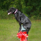 Off-Leash K9 Indianapolis Dog Training