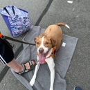 I Wuff You Dog Training - Dog Training