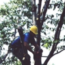 Birchcrest Tree & Landscape - Tree Service