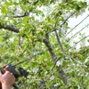 Coco Tree Service Corp. gallery